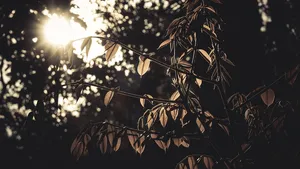 07